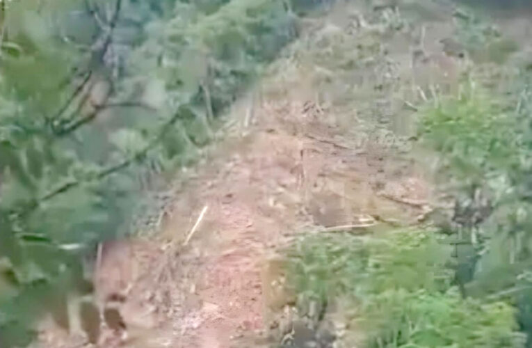 Desata indignación crimen ecológico en Salcedo con tala masiva cerca de ríos
